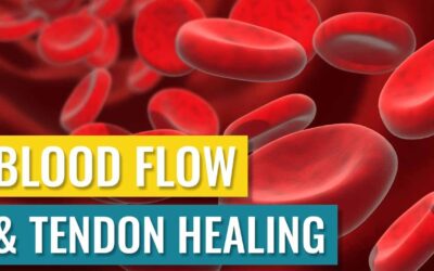 Blood Flow and Tendon Healing